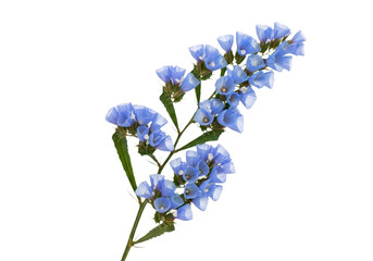 Obraz premium Blue statice flowers branch isolated on transparent background