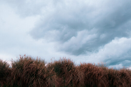 South Island, New Zealand: Moody atmospheric roadtrip view of tall feathery brown tussock grass plumes blowing under dark dramatic overcast storm sky.