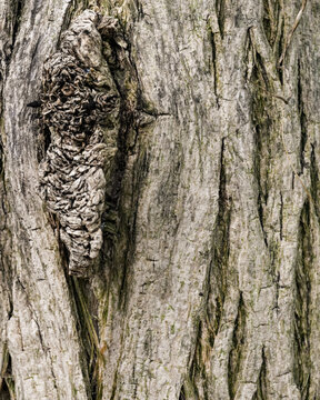 Crescentia cujete Tree Bark with Natural Tropical Texture