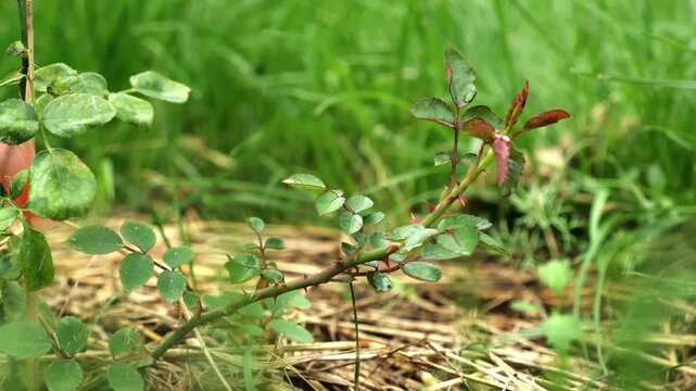 Healthy Rosehip branch on green grass background. A shrub rose seedling. The waterloo variety. Young Wild rose plant with glossy green leaves on red stems with thorns. Ornamental garden plant.