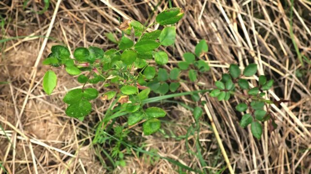 Healthy Rosehip branch on dry mulched grass background. A shrub rose seedling. The waterloo variety. Young Wild rose plant with glossy green leaves on red stems with thorns. Ornamental garden plant
