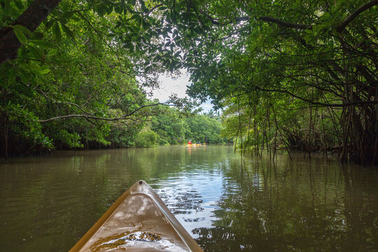 Kajaking inside the mangroves of Tangalle Lagoon in Sri Lanka