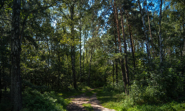 Par une belle journ&eacute;e d'&eacute;t&eacute;, un chemin de terre ensoleill&eacute; serpente &agrave; travers une for&ecirc;t dense et verdoyante de grands arbres.