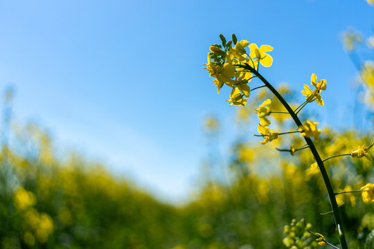 Rapeseed blossoms under bright spring sunlight