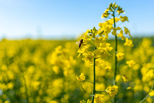 Pollinating insect on blooming rapeseed flower