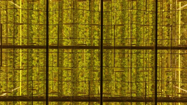 Aerial overhead view of a vast illuminated greenhouse, showing uniform glass grids and dense rows of crops under golden grow lights in a controlled indoor farming setup.