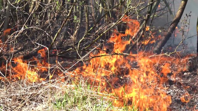 Prairie fire. Grassy-shrubby spaces devour by fire in dry season. Climate change leads to increased droughts and anthropogenic impact, mass destruction. Young grass, flowering willows burning in fire.