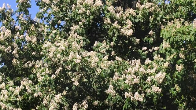 Close-up of Aesculus hippocastanum blossoms with textured flower clusters and fresh green leaves.