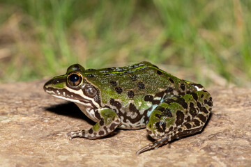 Obraz premium A beautiful common river frog (Amietia delalandii), also known as drakensberg river frog, or sani pass frog. A species of southern African river frog