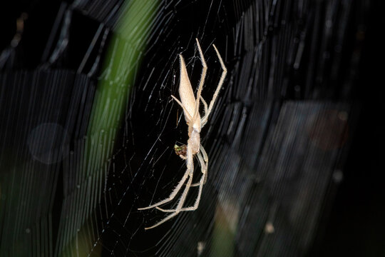 A beautiful Hewitt's Grass Orb-web Spider (Mahembea hewitti) in the centre of its web at the edge of a small dam, KwaZulu-Natal, South Africa