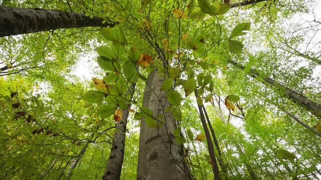 Colorful Autumn Forest Trees Viewed From Below
