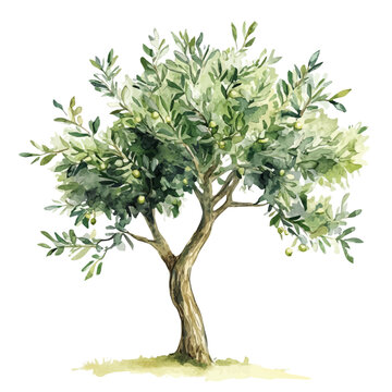 Olive Tree Sapling, watercolor illustration vector, isolated on a white background.