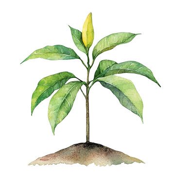 Mango Sapling, watercolor clipart vector, isolated on a white background.