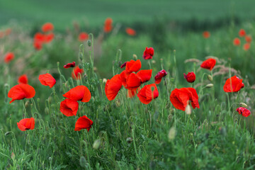 Fototapeta premium Common poppy blooms among the green fields. Beautiful flowers of red poppies (Papaver rhoeas) among the field. Common Poppy with blurry background