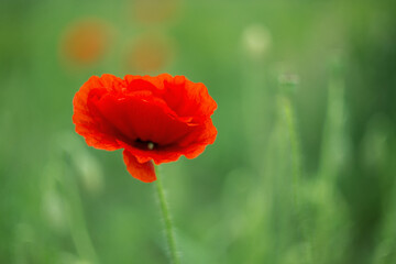 Fototapeta premium Common poppy blooms among the green fields. Beautiful flowers of red poppies (Papaver rhoeas) among the field. Common Poppy with blurry background