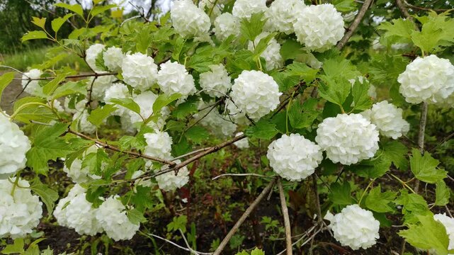 White flower buds on a branch in rainy weather