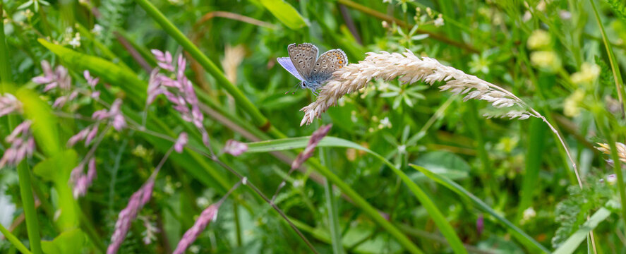 macro of a male polyommatus icarus the common blue butterfly