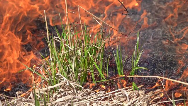 Prairie fire. Grassy-shrubby spaces devour by fire in dry season. Climate change leads to increased droughts and anthropogenic impact, mass destruction. Young grass, flowering willows burning in fire.