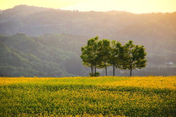 朝日に映える新緑軒と菜の花畑 © 写真小僧