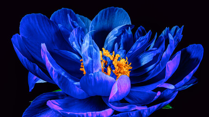 A single, large, and vivid blue peony in full bloom, showcasing its intricate petals and yellow stamens on a black background.