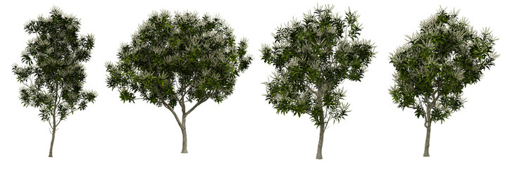 Trees Isolated on PNGs Transparent Background, Realistic White Flowering Tree Set, Four Variants © Uvindu