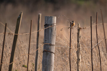 Small bird perched on a fence © Dylan