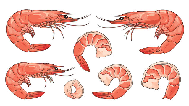 Variety of cooked red shrimps and prawns presented as whole crustaceans, peeled tails, and a single shrimp ring on white background.