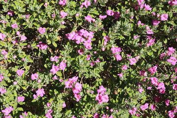 Fototapeta premium Close-up of pink Texas sage Leucophyllum frutescens blossoms covering dense desert shrub in bright sunlight, nature background