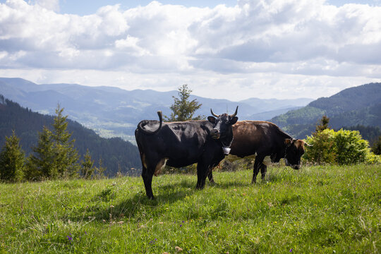 Cows grazing in alpine mountain meadow. Two cows graze on a green mountain pasture with forested valleys, rolling hills, and soft clouds in the background.