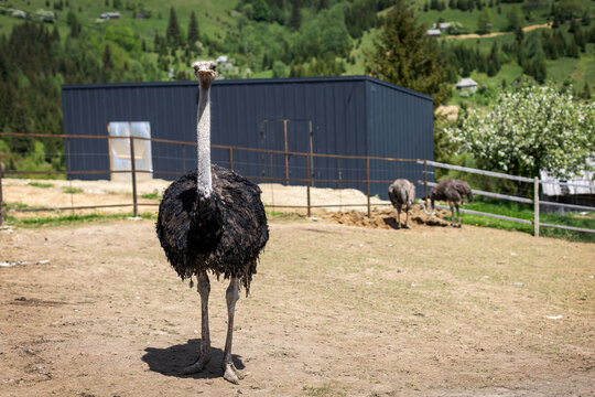 Ostrich Standing in Mountain Farm Enclosure. Large ostrich stands in a fenced farm enclosure with green mountain hills, rural buildings, and other birds in background.