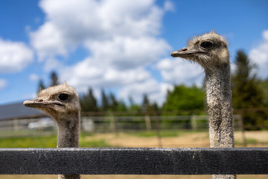 Two Ostriches Looking Over Farm Fence. Two ostriches peer over a black wooden fence under a bright blue sky at a sunny rural farm enclosure.