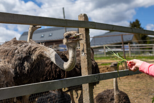 Person Feeding Ostriches at Farm Fence. Ostriches gather behind a wooden fence as a person feeds them fresh grass at a sunny farm or wildlife park.