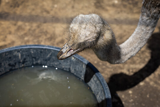Young Ostrich Drinking Water From Bucket. Close-up of a young ostrich bending toward a water bucket on dry ground, showing wildlife behavior and animal care.