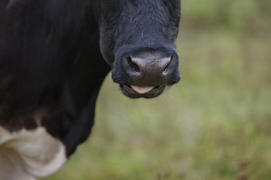 Free range holstein cow showing tongue grazing field