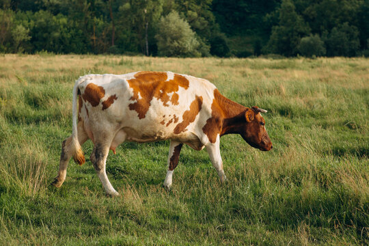 Free grazing cow walking in green field