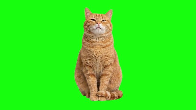 Sleepy short-haired orange tabby cat struggling to stay awake. The cat slowly blinks and nods its head, fighting off drowsiness. Seamless loop video. Green Screen Background Chroma Key.