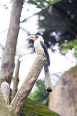 Fototapeta premium A hornbill resting quietly on a tree branch in the middle of nature.