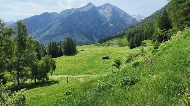 Panoramic view of beautiful Alpine landscape with green fields, pine forest and rock peaks during spring time. Lillaz, Cogne, Aosta Valley, Grand Paradis National Park.