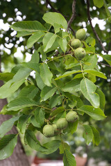 Fototapeta premium Unripe green walnuts growing on a tree branch in summer