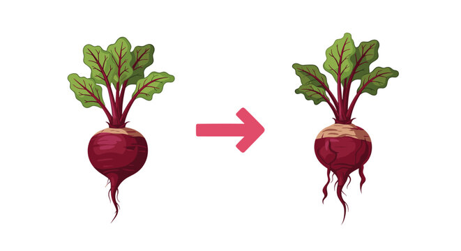 Comparison of two fresh purple beet vegetables with green leaves showing slight variations for organic food, gardening, and nutrition concepts.