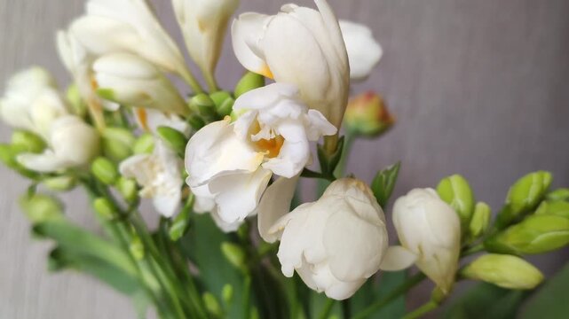 Freesia flowers are arranged in a home interior with soft natural light and an elegant botanical atmosphere.