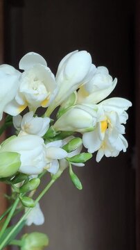 Fresh freesia blooms are displayed in a vase inside a cozy living space with delicate floral textures.