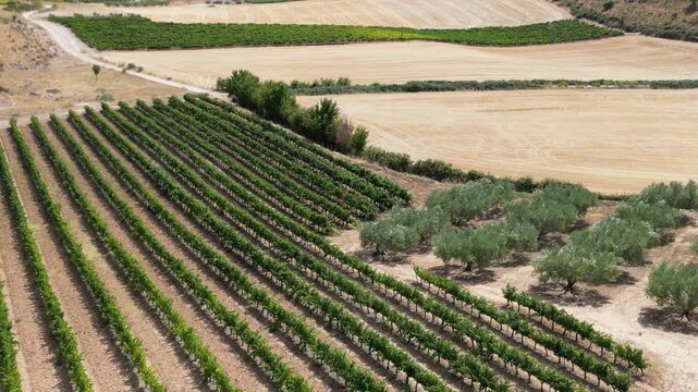 A drone view of layered farmland with vineyards and olive trees forming patterned lines across dry rural fields at Camino de Santiago in Spain