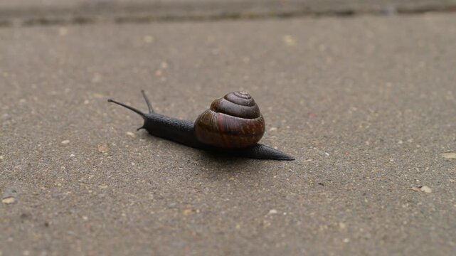 Snail with a spiral shell crawling across a paved surface
