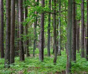 Obraz premium Las sosnowy. Pine forest.