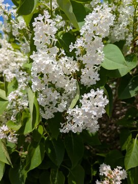 Clusters of fragrant white lilac blossoms blooming on a branch during spring. Fresh seasonal flowers surrounded by green foliage in a garden setting. Suitable for themes of springtime, gardening