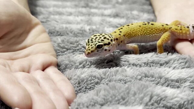 Yellow spotted eublefar walk in human hands in a home environment. Spotted leopard eublefar, or Spotted eublefar lat. Eublepharis macularius is a medium-sized lizard from the genus eublefar. 
