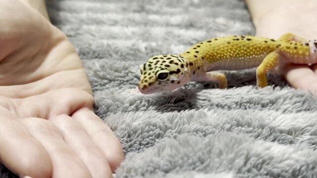 Yellow spotted eublefar walk in human hands in a home environment. Spotted leopard eublefar, or Spotted eublefar lat. Eublepharis macularius is a medium-sized lizard from the genus eublefar. 