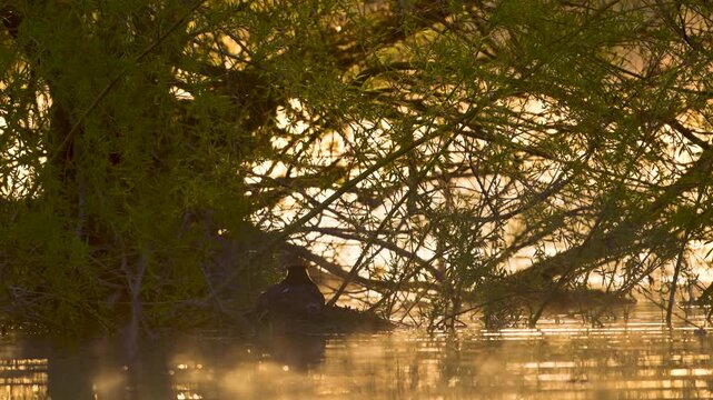 Great Crested Grebe (Podiceps cristatus) on a nest at sunrise. Golden water reflections. Slow motion wildlife footage.