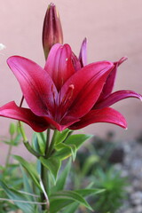 Fototapeta premium Dark red lily flower blooming with large bud